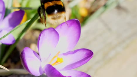 a bumblebee checks out a purple crocus and then flies off in search of other flowers