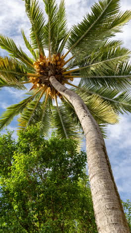 palm trees and tropical rainforest in vertical