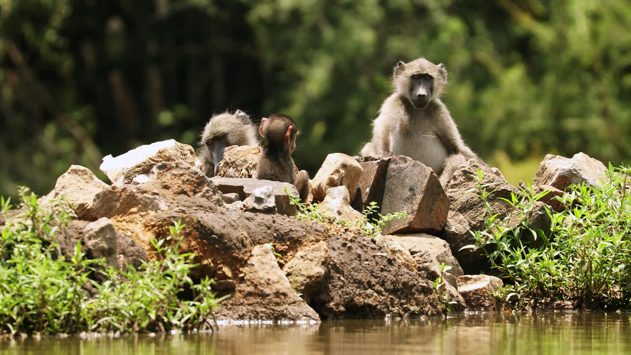Baboons sit on rocks near a water's edge in the wild, surrounded by greenery