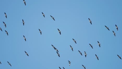 el poder y la belleza de la naturaleza con una impresionante toma de una vasta bandada de cigüeñas en vuelo