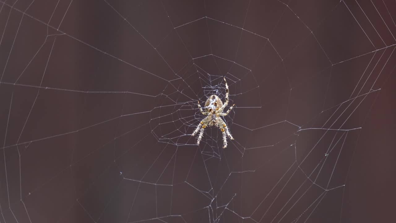 A spider on their spider Web with a narrow field of focus on the spider