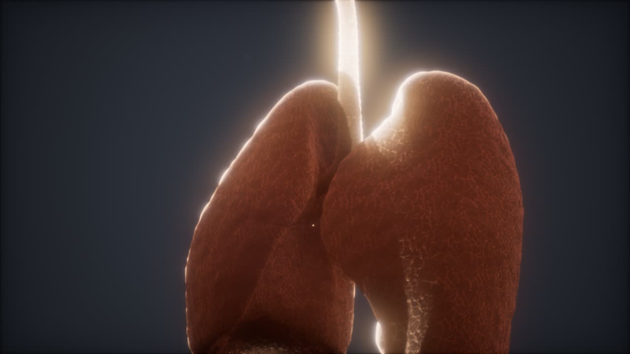 animación en 3d de los pulmones humanos