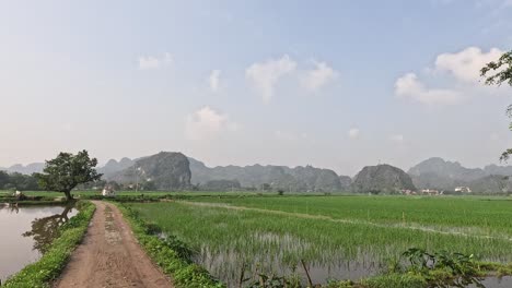 pathway through lush green rice fields