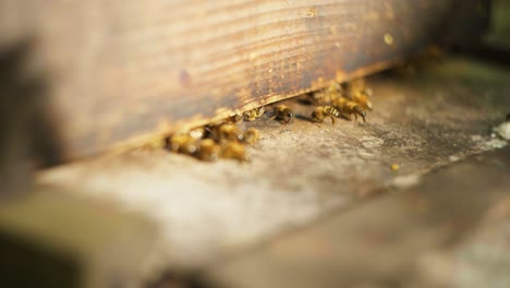 slow motion shot of bees flying in and out of their bee hive