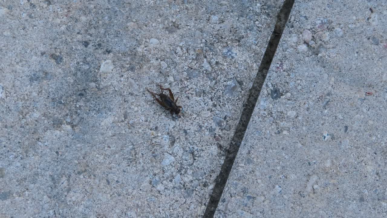 grillo muy rápido saltando y moviéndose