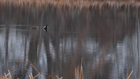 A-pair-of-ducks-keep-company-on-a-still-winter-pond