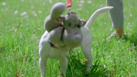 dog playing in a park