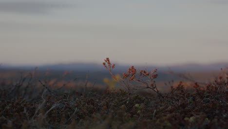 Close-up-of-heather-plant-on-the-mountain,-in-the-red-sunset-light