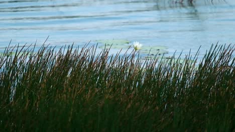 lotus flower waving water lake loto petals aquatic plant garden yellow green lily
