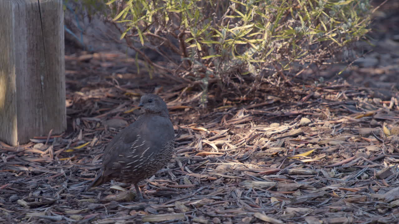 un primer plano de una codorniz hembra de california en cámara lenta 24 fps 4k