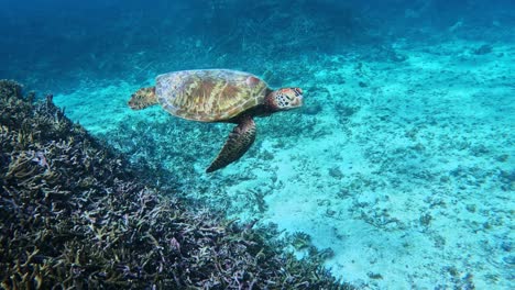 Tortuga-Marina-Verde-Nadando-Bajo-El-Mar-Azul-Tropical