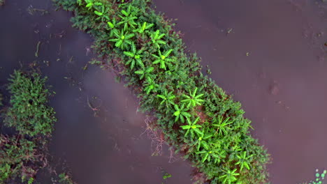 Top-down-rotative-view-of-palm-trees-in-floated-rice-field