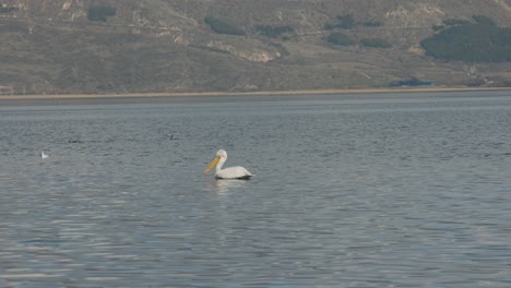 Un-Paisaje-Exótico-De-Una-Isla,-Montañas-Hawaianas,-Océano-Azul,-Vida-Silvestre-En-El-Agua,-Pelícano-Blanco,-Gaviotas,-Patos-Y-Otras-Aves,-Toma-Estática,-Video-De-4k,-Cámara-Lenta