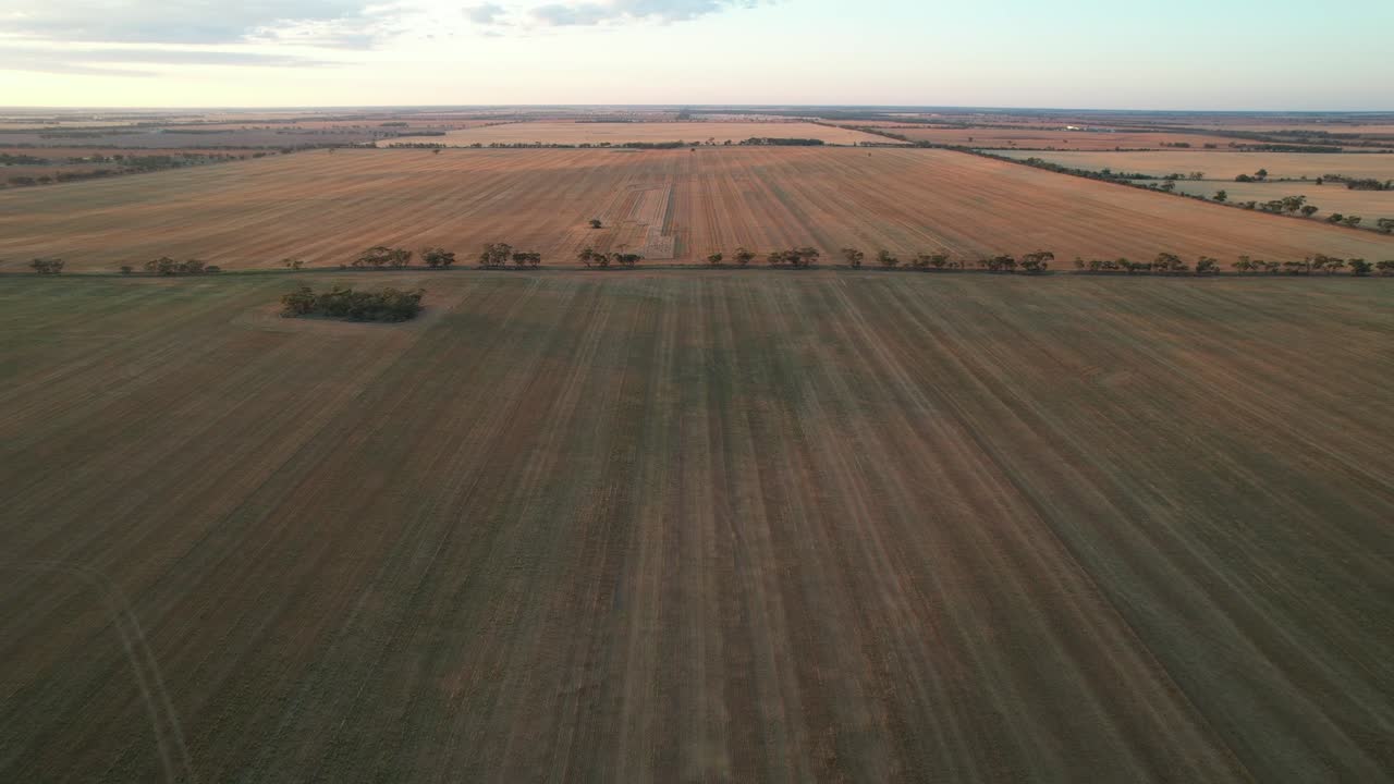 Straight lines of harvested wheat fields twilight aerial toward farmland