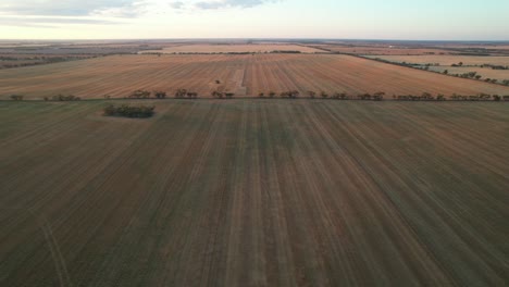 Líneas-Rectas-De-Campos-De-Trigo-Cosechados-Crepúsculo-Aéreo-Hacia-Tierras-De-Cultivo