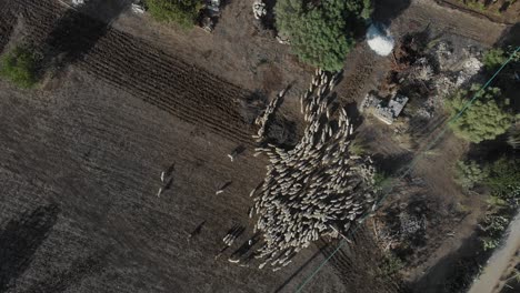flying above big herd of sheep in meadow at sicily italy, aerial