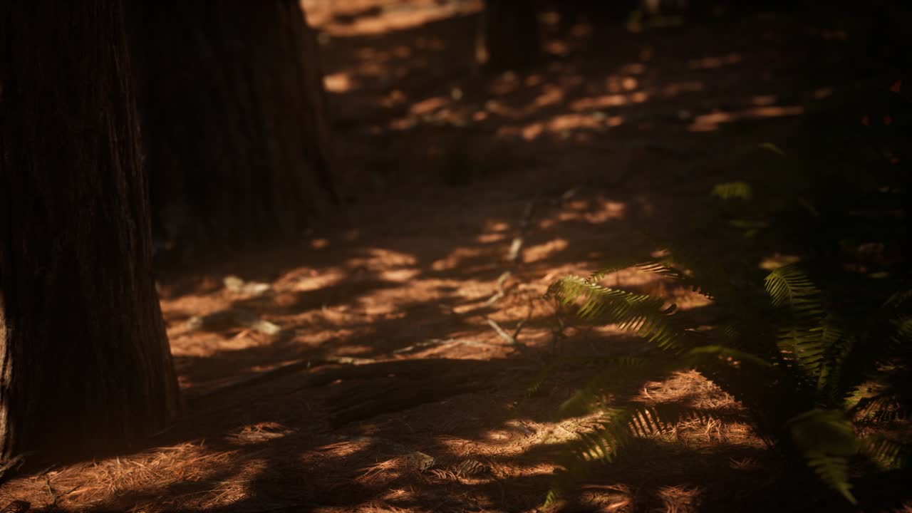 Early morning sunlight in the Sequoias of Mariposa Grove