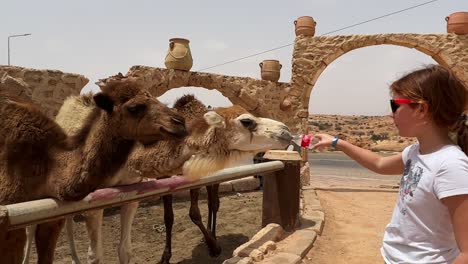 cute little girl feeds water to dromedaries with a coke plastic bottle in tunisia african region