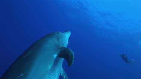 Hermosa-Toma-De-Delfines-Nariz-De-Botella,-Tursiops-Truncatus-Se-Acercan-En-Aguas-Azules-Claras-Del-Océano-Pacífico-Sur-Y-Posa-Frente-A-La-Cámara