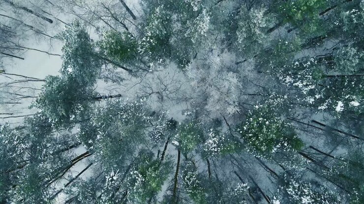 Veduta aerea dall'alto sopra alberi sempreverdi ghiacciati e spogli che formano disegni naturali attraverso la fredda natura selvaggia del nord. Foresta invernale ricoperta di brina con tronchi scuri e terreno di neve bianca