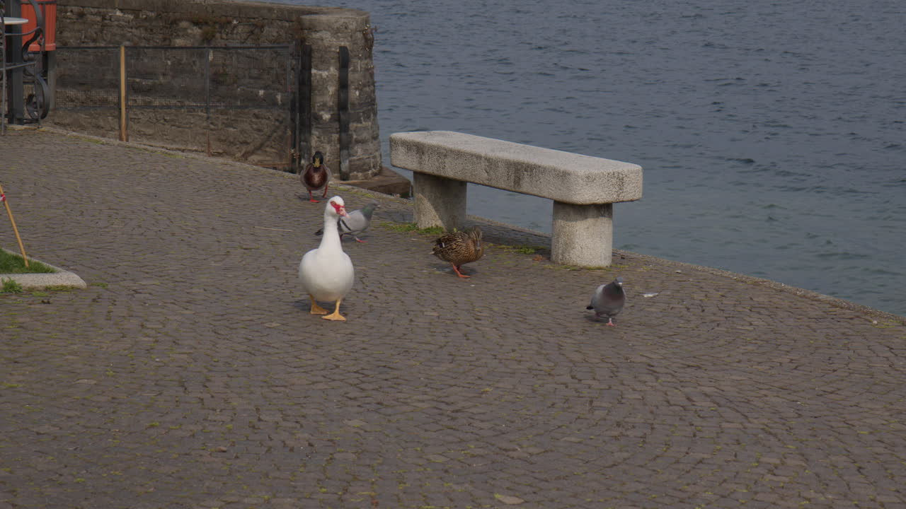 Ducks And Pigeons Roaming At The Promenade Of Lake Como In Italy. Close-up Shot