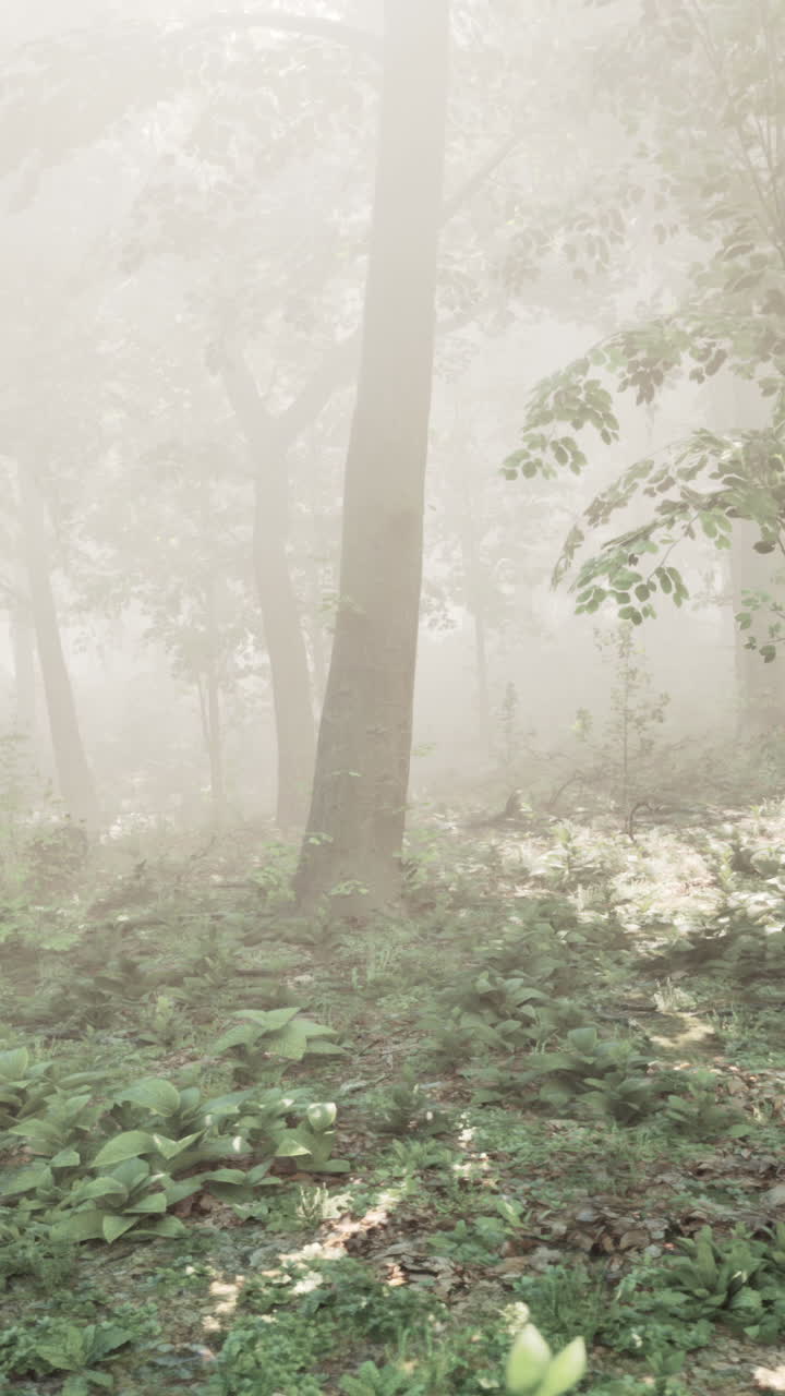 안개 숲의 장면