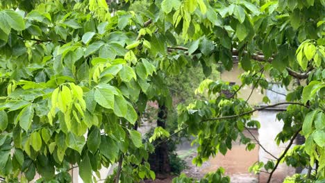 Día-De-Lluvia-En-El-Jardín