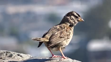 passer domesticus house sparrow descansaba sobre una roca contemplando la ciudad bajo el cálido sol