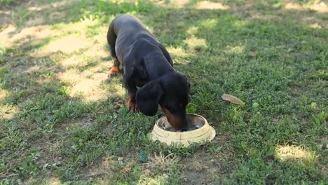 teckel negro comiendo comida en la pradera en un día soleado