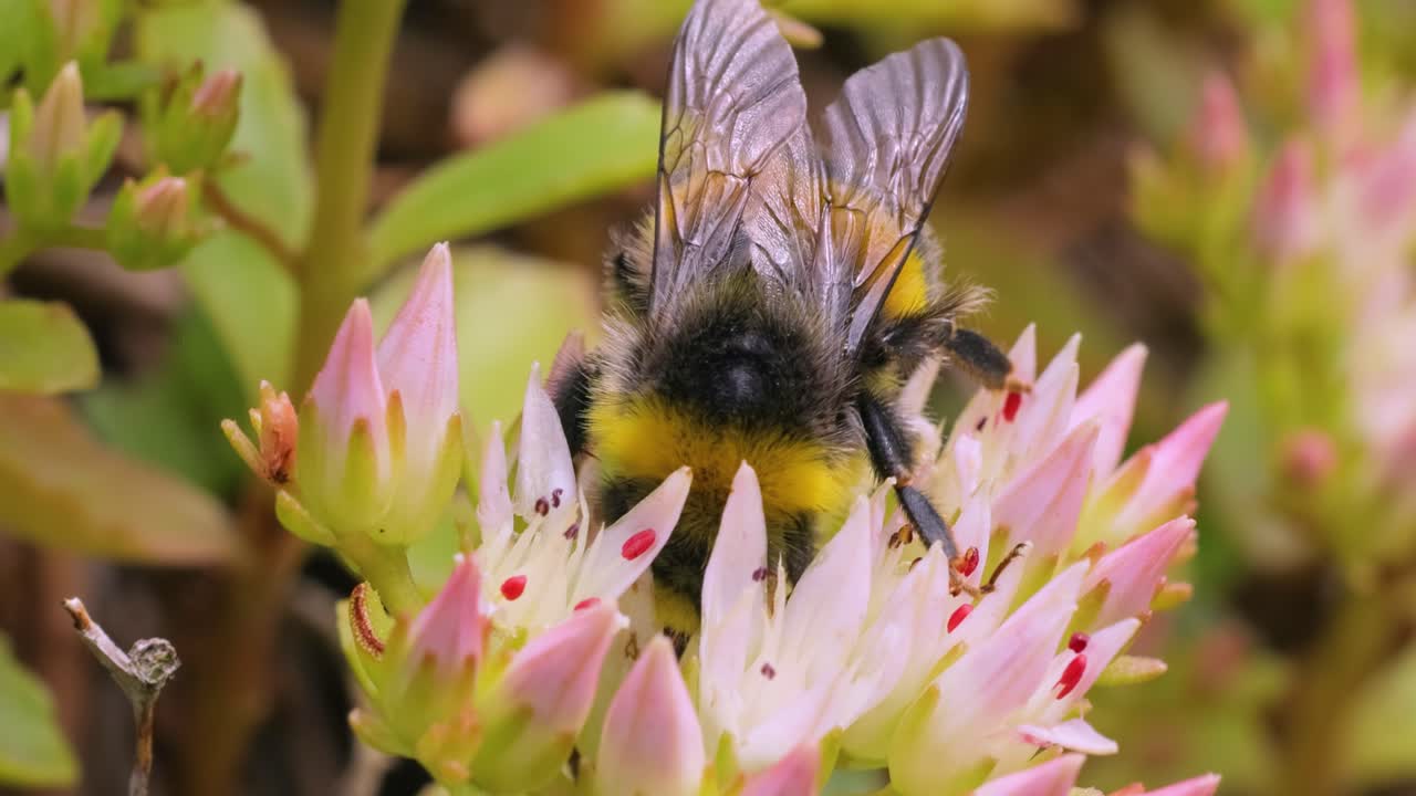 abejorro en una flor rosada