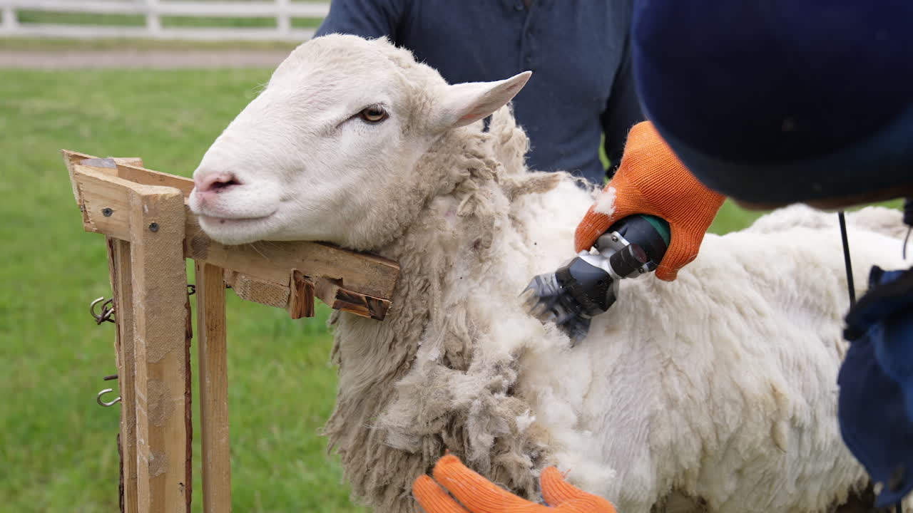 Ecological wool is cutting off from sheep. Beautiful sheep standing on a farm while farmer shearing wool with electric clipper machine.