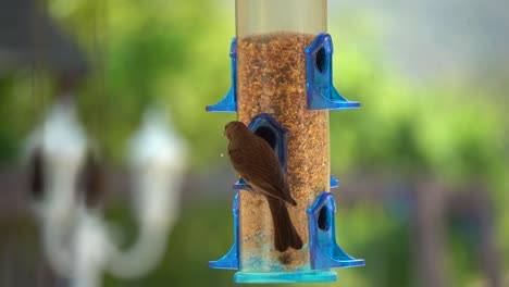 bird eating food of of feeder