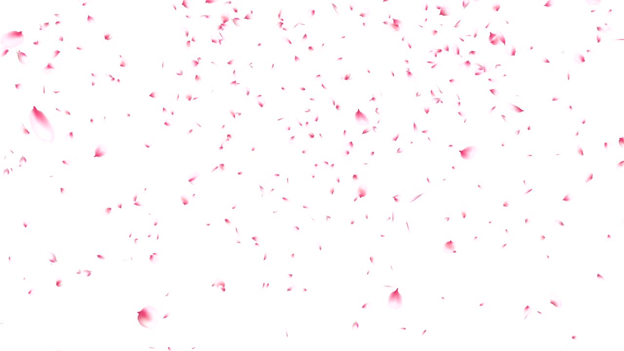 Cherry blossom petals flying.