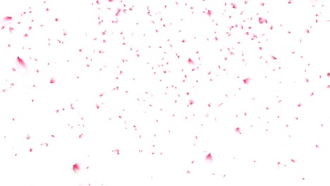 cherry blossom petals flying.