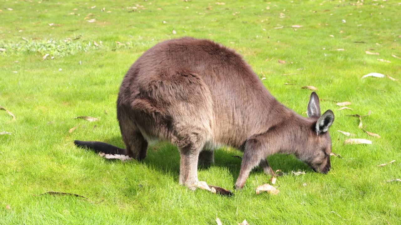 A Kangaroo Island kangaroo grazing in a grassy field