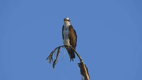 águila-Pescadora-Posada-En-Una-Rama,-Toma-De-Cuerpo-Entero-Medio