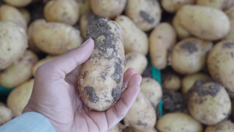 hand holding a dirty potato