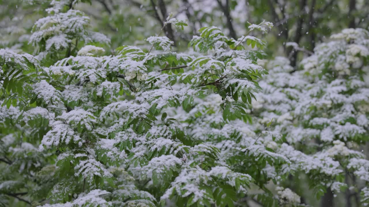 Rami primaverili innevati