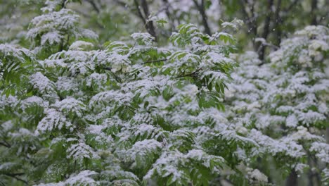 snowy spring branches