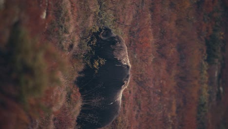 Disparo-Vertical-De-Un-Buey-Almizclero-Solitario-Alimentándose-En-El-Prado-De-Otoño-En-Las-Montañas-Dovre,-Noruega