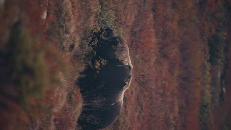 disparo vertical de un buey almizclero solitario alimentándose en el prado de otoño en las montañas dovre, noruega
