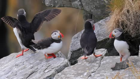 Papageitaucher-(Fratercula-Arctica),-Auf-Dem-Felsen-Auf-Der-Insel-Runde-(Norwegen).