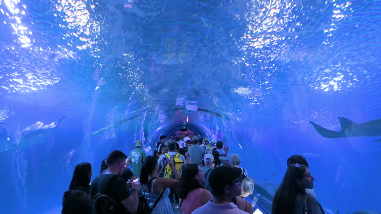 Underwater view of visitors in the Atlantic and Pacific species tunnel gallery at Oceanografic, Valencia. Experience marine fish, sharks, and turtles at Europe’s largest aquarium.
