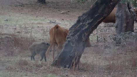 boar annoys a cow in the field