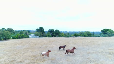 following horses in an open field