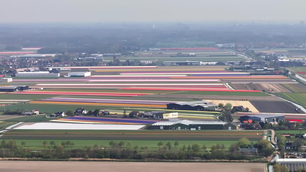 에어 트럭 팬 (aerial trucking pan) 은 네덜란드의 리세 (lisse) 꽃 정원을 설립합니다.