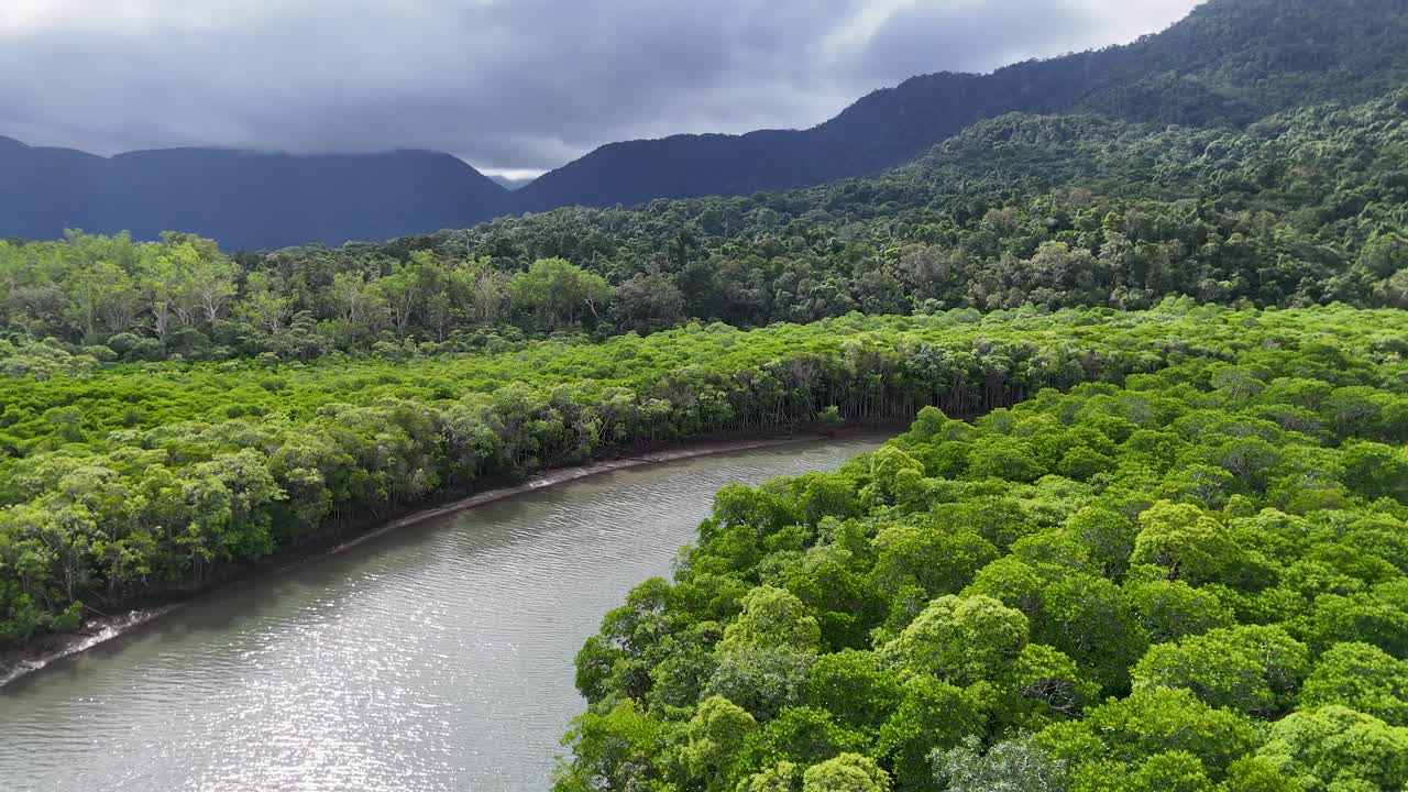 Aerial view of a winding river through dense mangrove forest, showcasing vibrant greenery and serene natural beauty