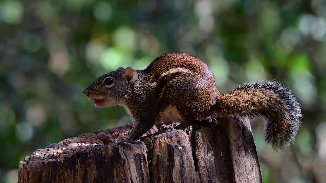 la ardilla terrestre de indochina se encuentra comúnmente en tailandia en casi cualquier lugar donde pueda prosperar