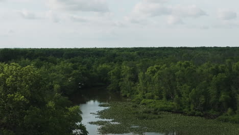 virgin earth, untouched by human hand - pristine thicket and waterside habitat