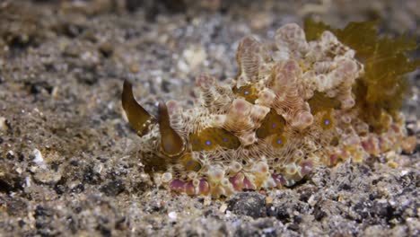 a beautiful decorated nudibranch sliding effortlessly along the bottom of the ocean